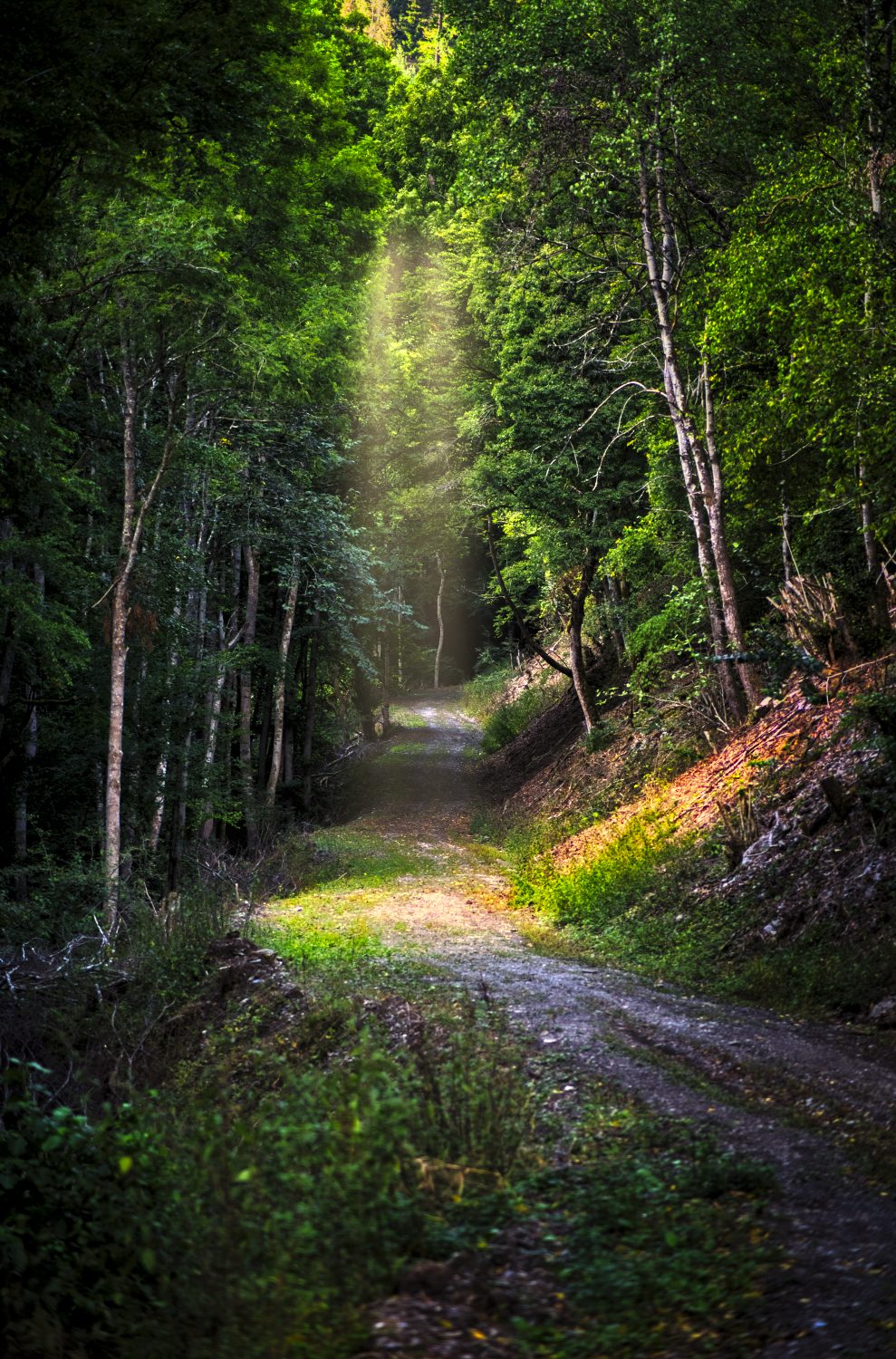 Herbstlicher Waldweg mit goldenen Sonnenstrahlen zwischen Bäumen und gefallenen Stämmen.